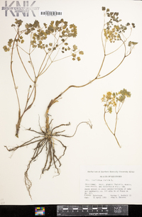 Thalictrum dioicum image