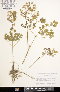 Thalictrum dioicum image