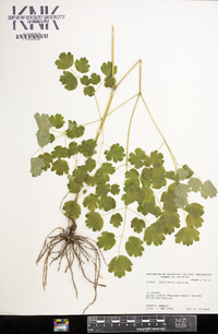 Thalictrum dioicum image