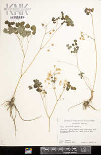 Thalictrum dioicum image