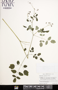 Thalictrum pubescens image