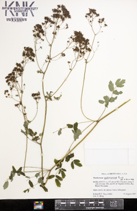 Thalictrum pubescens image