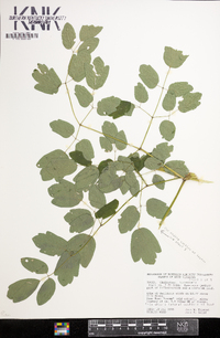 Thalictrum pubescens image