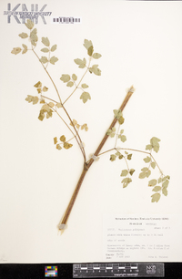 Thalictrum polygamum image