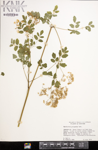 Thalictrum polygamum image