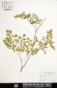 Thalictrum amphibolum image