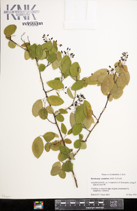 Berchemia scandens image