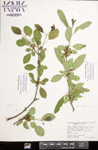 Rhamnus cathartica image