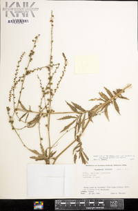 Agrimonia parviflora image