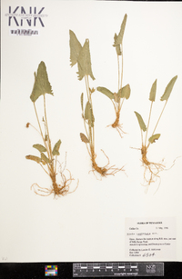 Viola ovata image