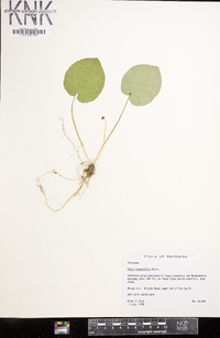 Viola rotundifolia image