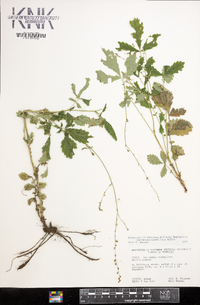 Agrimonia rostellata image