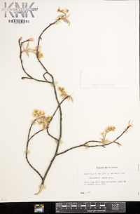 Amelanchier laevis image