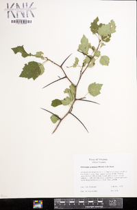 Crataegus pruinosa image