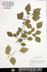 Crataegus viridis image