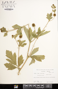 Geum laciniatum image