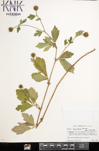 Geum laciniatum image