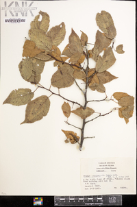 Prunus lanata image