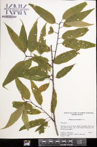 Prunus pensylvanica image