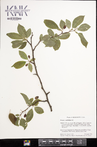 Prunus umbellata image