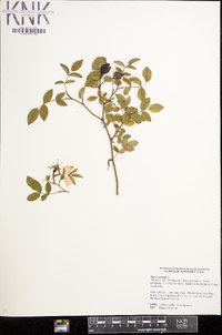 Rosa canina image