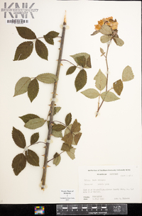 Rosa setigera image