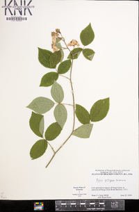 Rosa setigera image