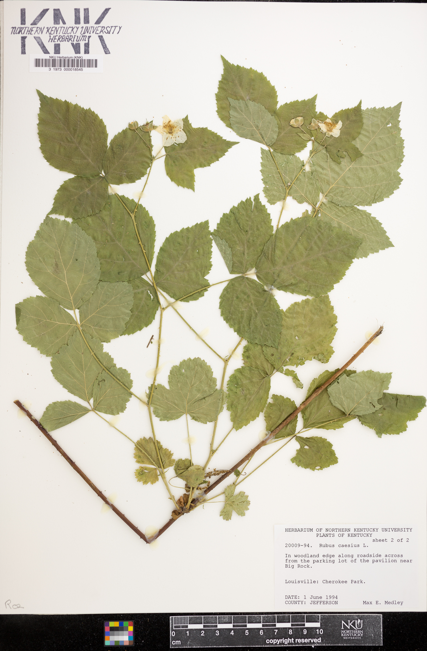 Rubus caesius image