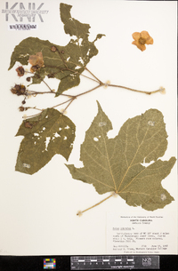 Rubus odoratus image