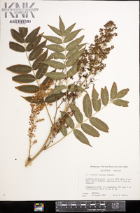 Sorbaria arborea image