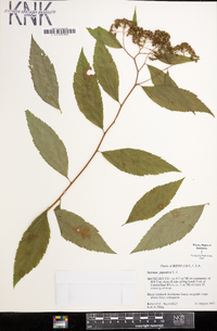 Spiraea japonica image