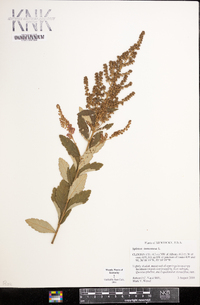 Spiraea tomentosa image