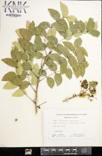 Zanthoxylum clava-herculis image