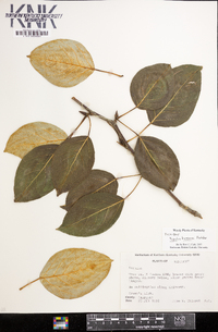 Image of Populus koreana