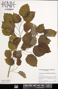 Populus grandidentata image