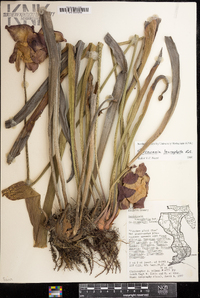 Sarracenia leucophylla image