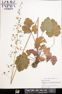 Heuchera americana image