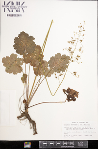 Heuchera americana image