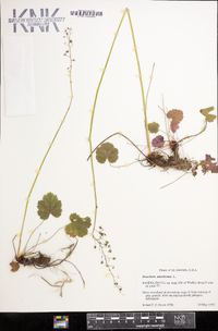 Heuchera americana image