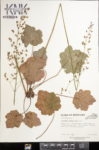 Heuchera longiflora image