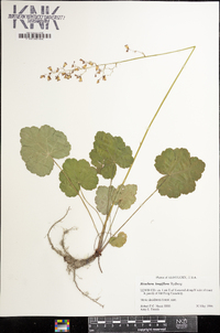 Heuchera longiflora image