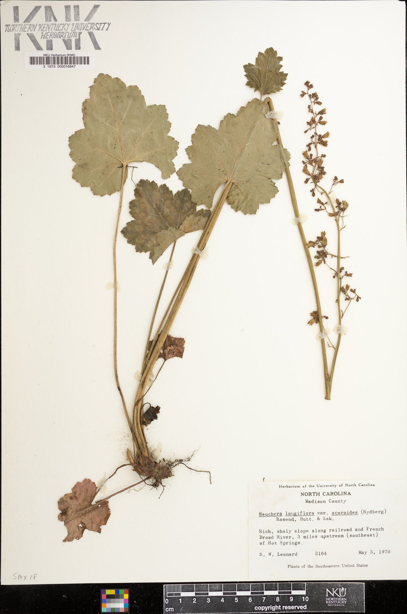 Heuchera aceroides image