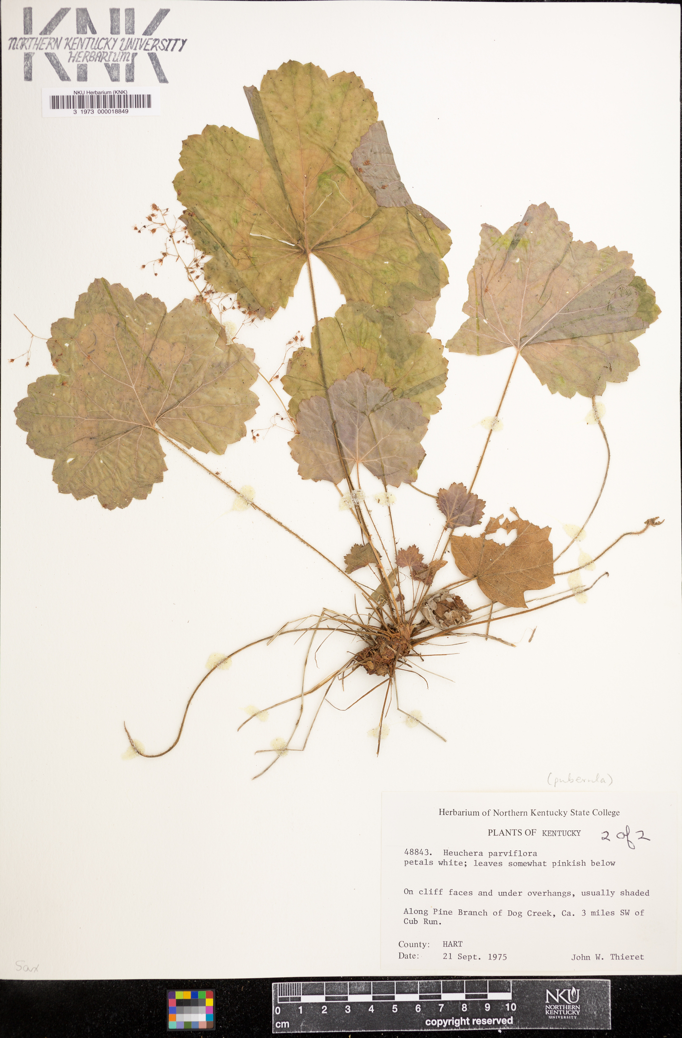 Heuchera parviflora image