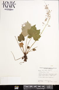 Heuchera villosa image