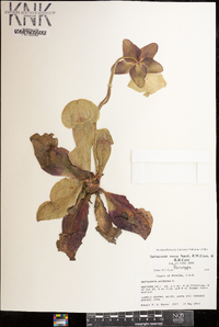 Sarracenia rosea image