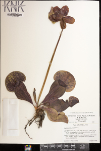 Sarracenia rosea image