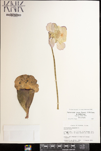 Sarracenia rosea image