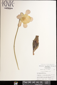 Sarracenia rosea image