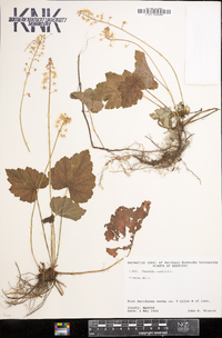 Tiarella cordifolia image