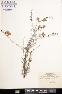 Agalinis fasciculata image